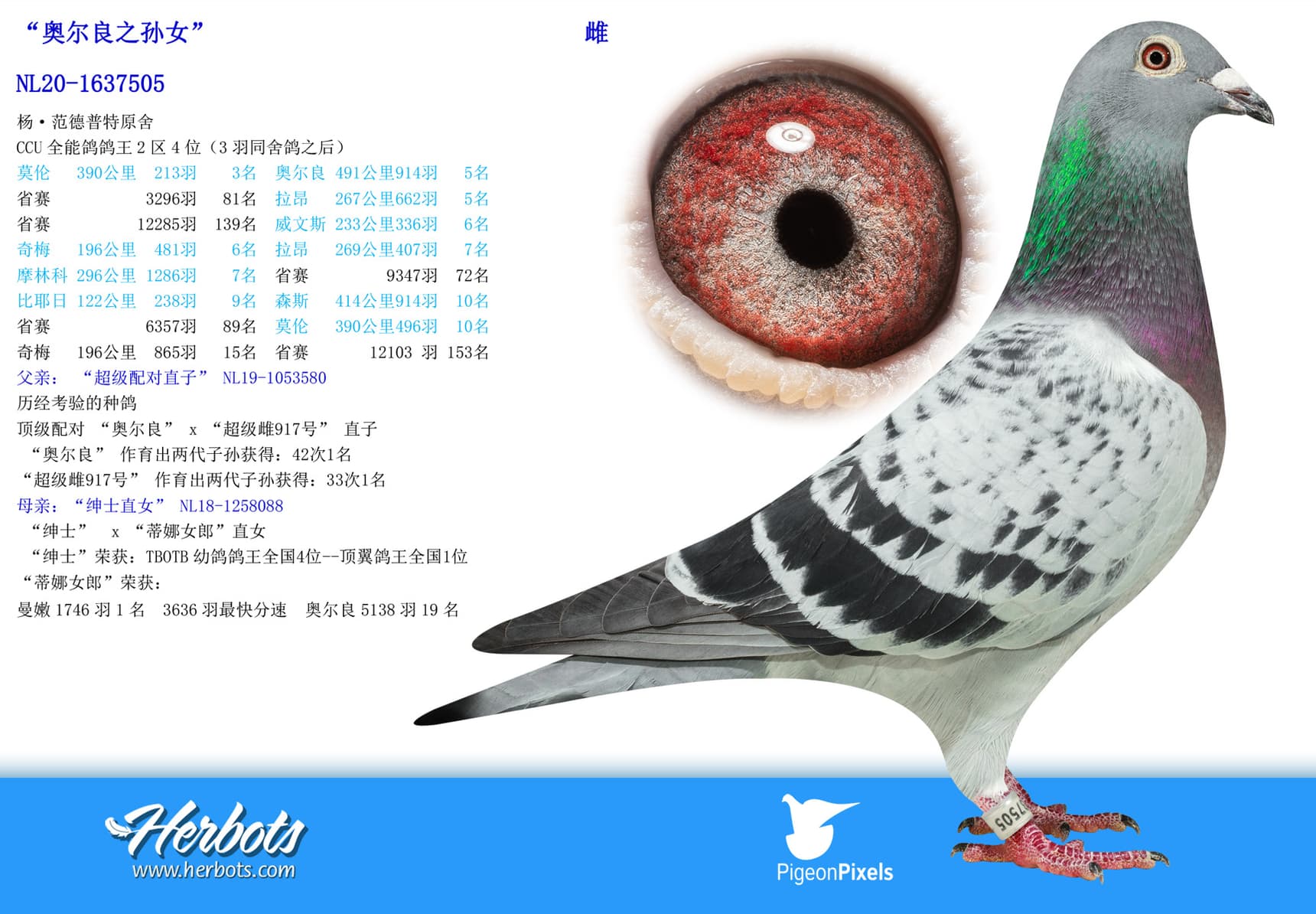 pigeon: undefined