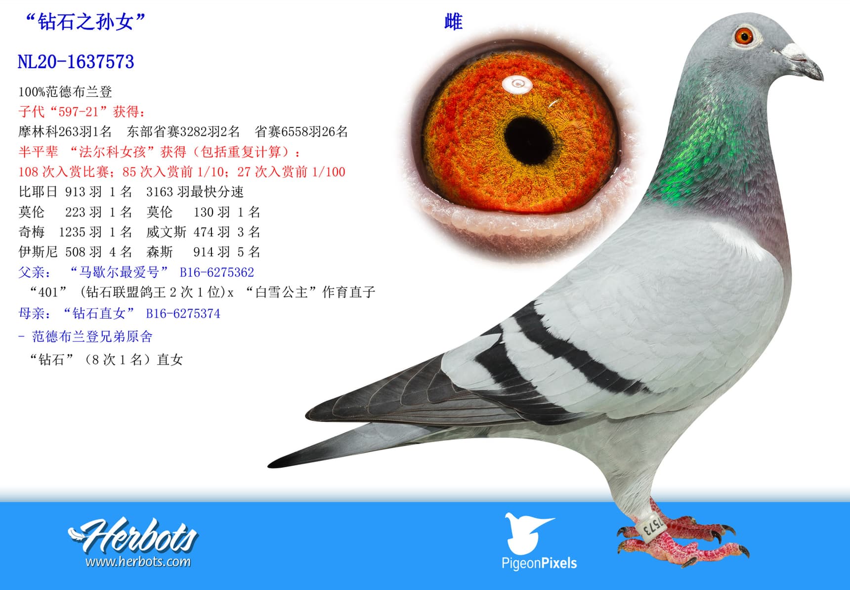 pigeon: undefined