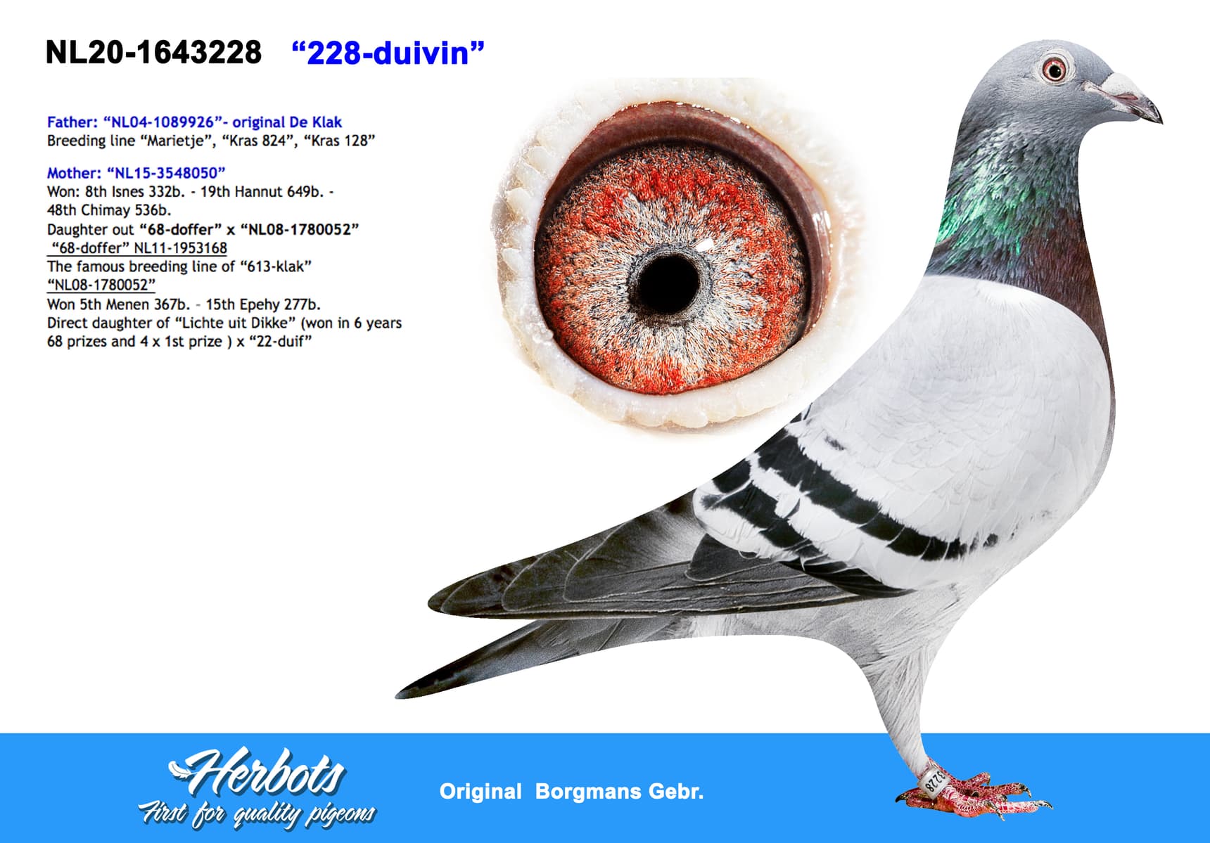 pigeon: undefined