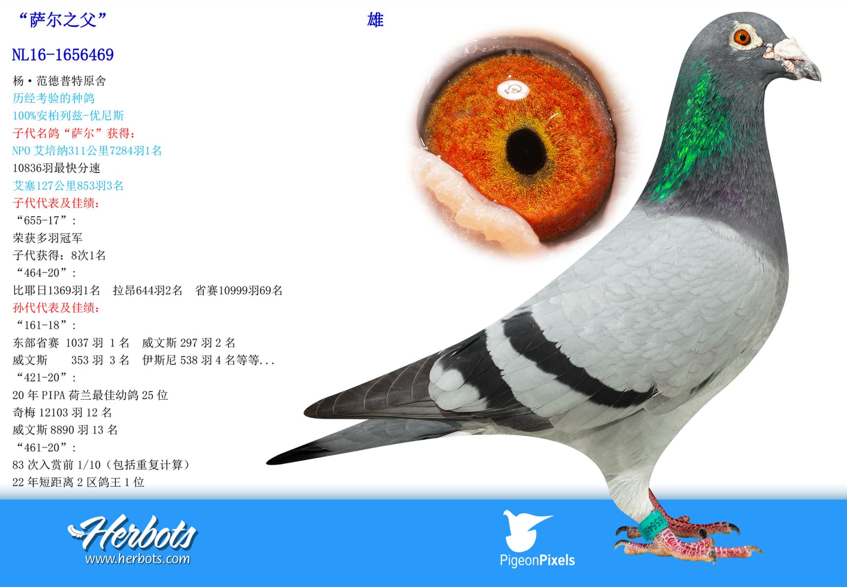 pigeon: undefined
