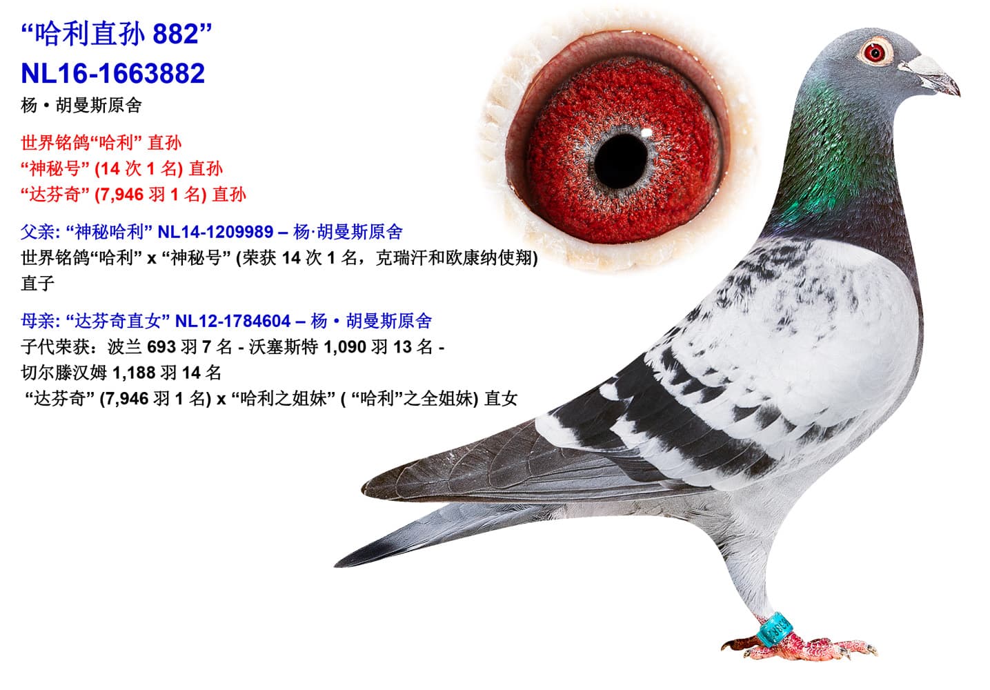 pigeon: undefined