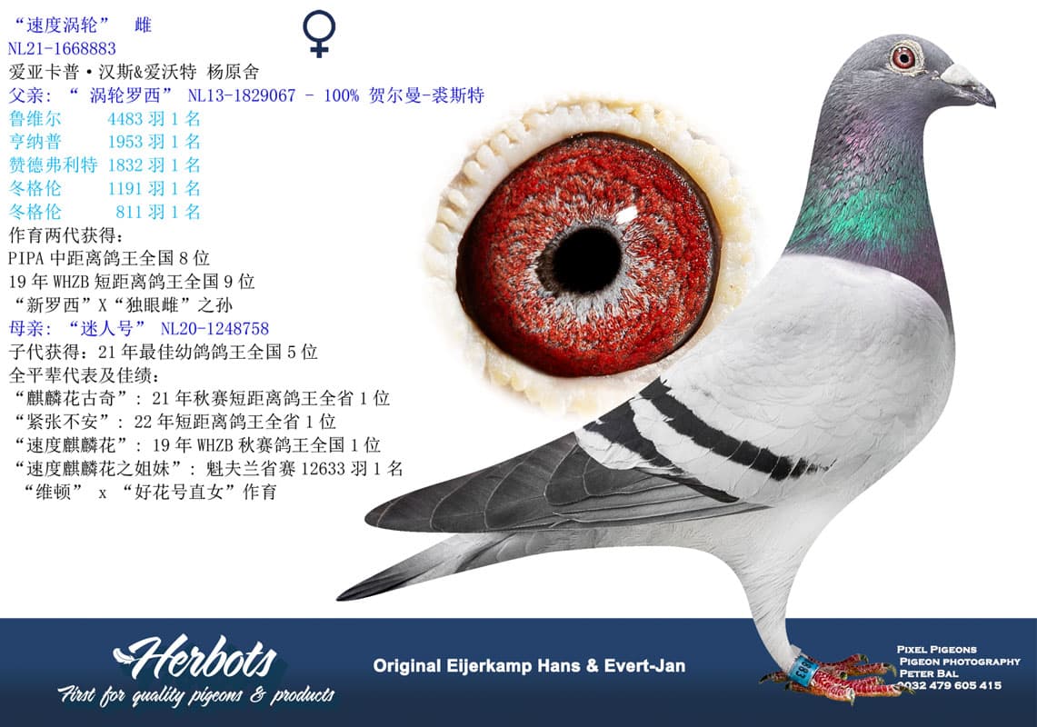 pigeon: undefined