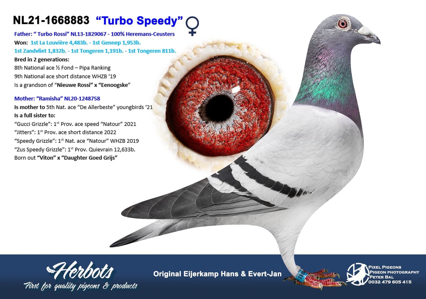 pigeon: undefined