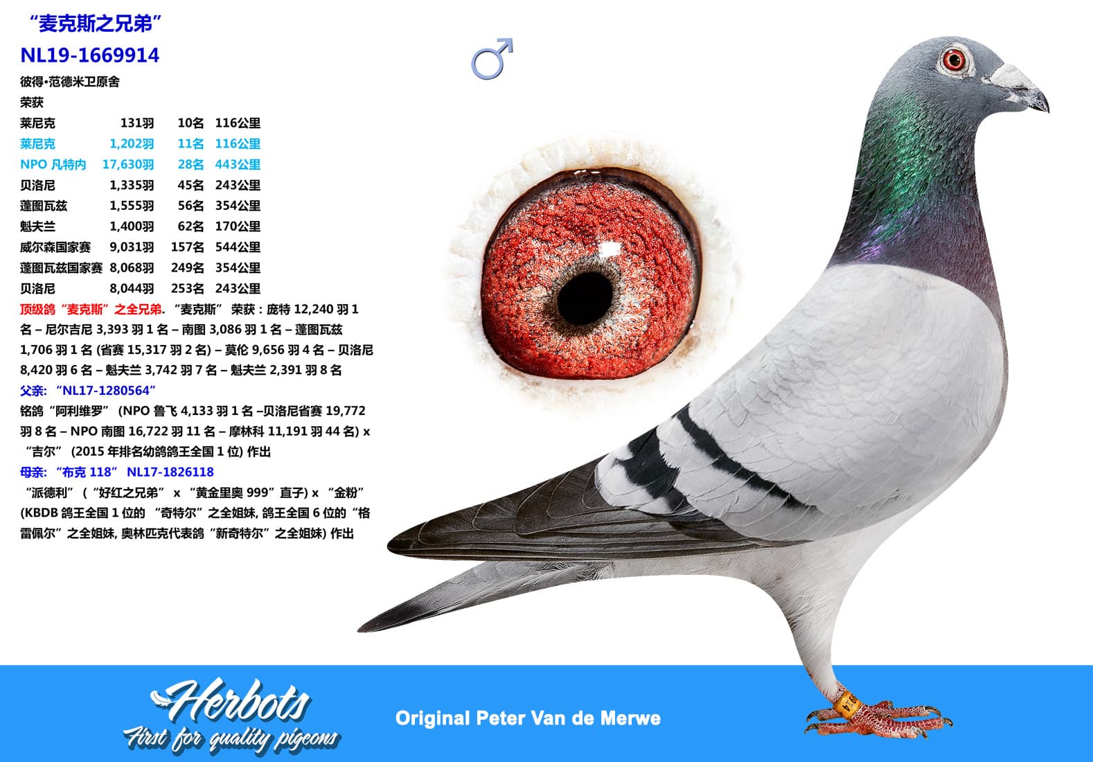 pigeon: undefined