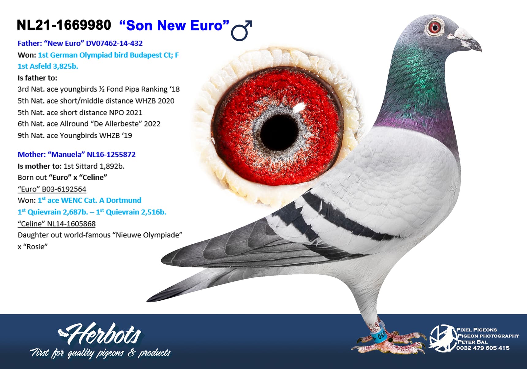 pigeon: undefined