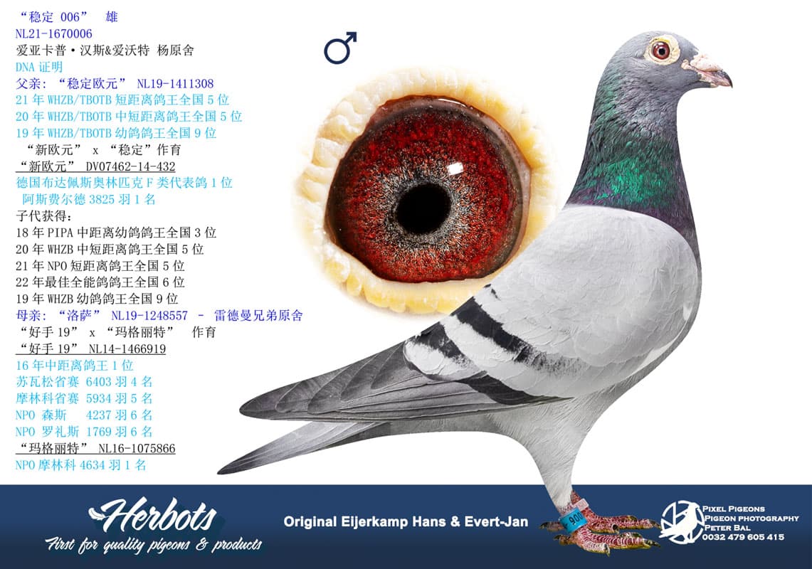 pigeon: undefined