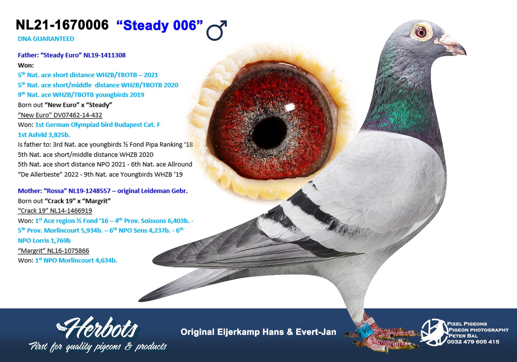 pigeon: undefined