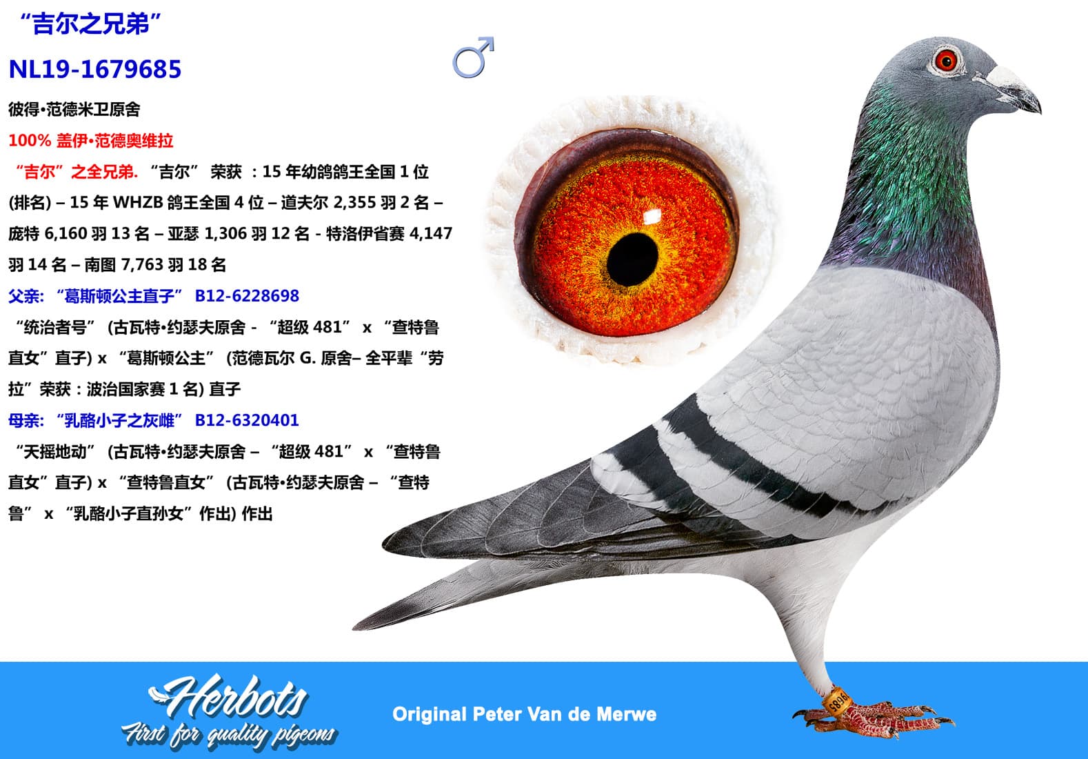 pigeon: undefined
