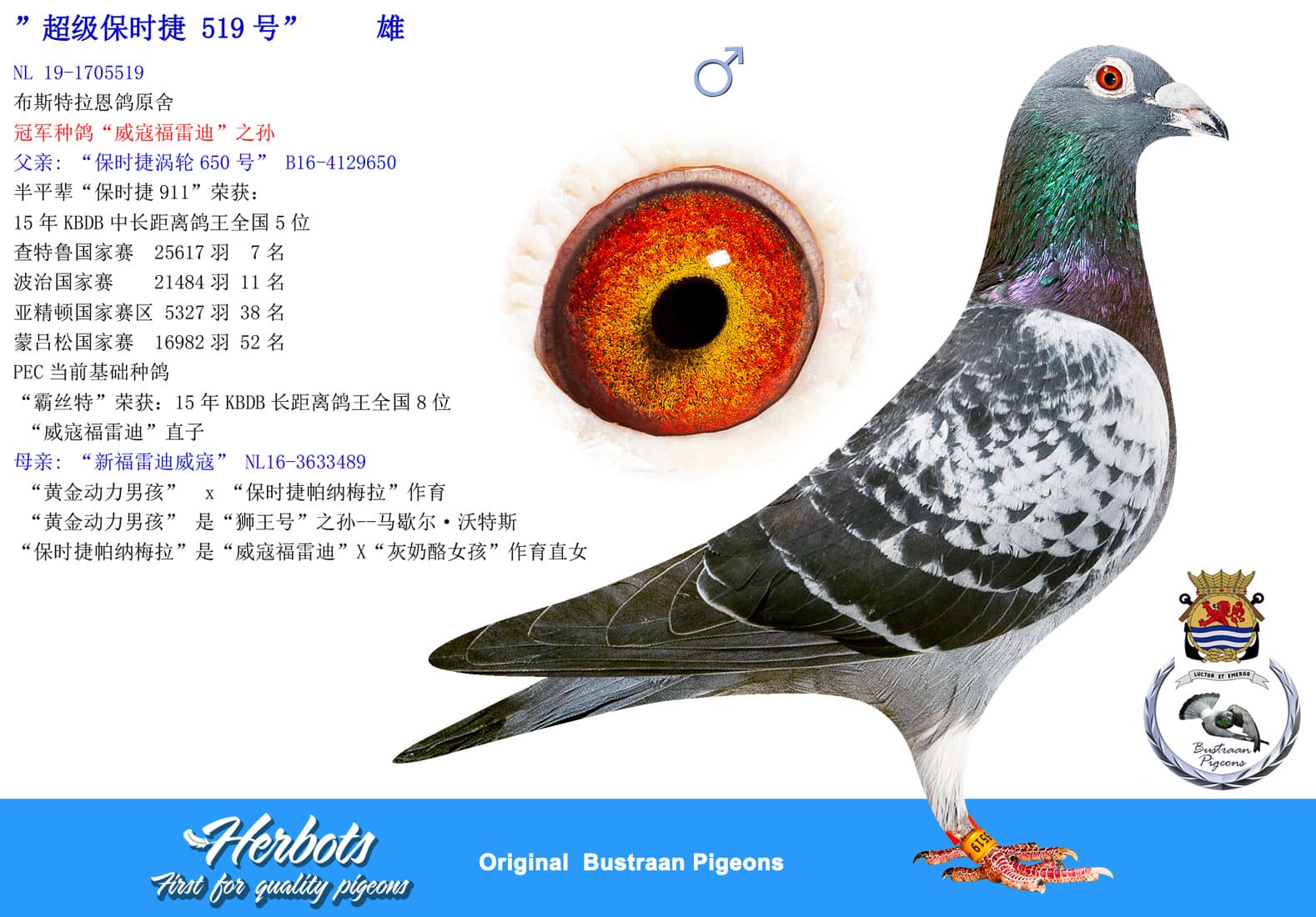 pigeon: undefined