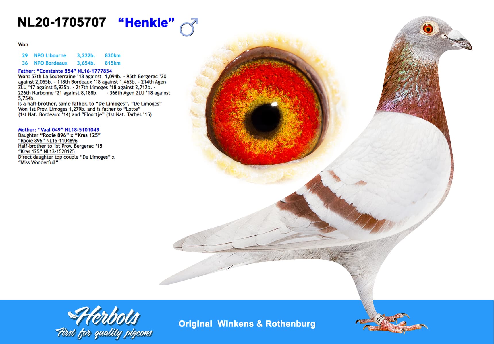 pigeon: undefined