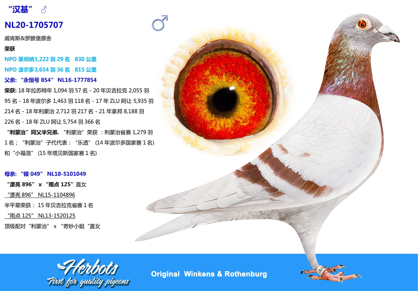 pigeon: undefined