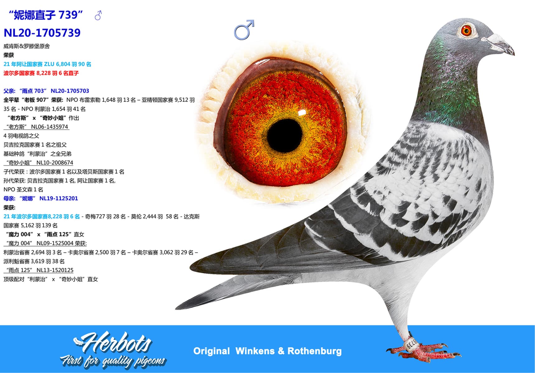 pigeon: “妮娜直子739”