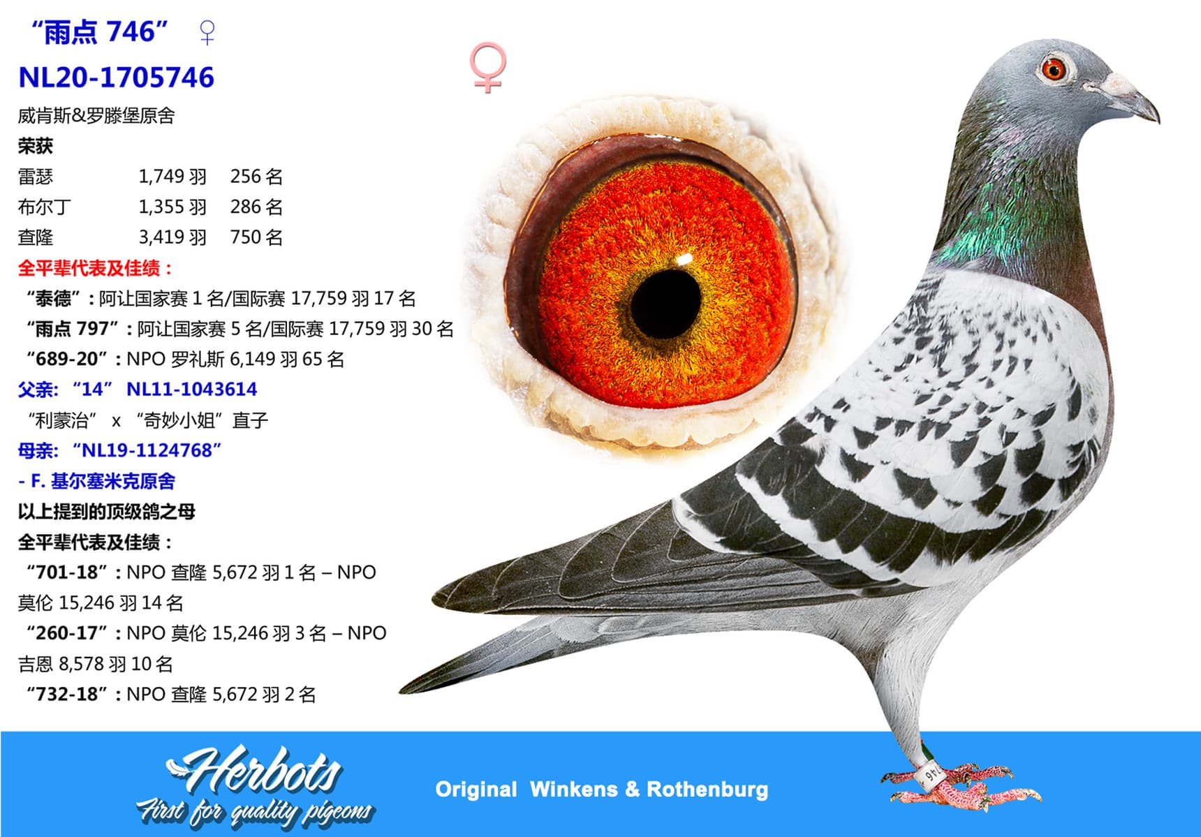 pigeon: “雨点 746”