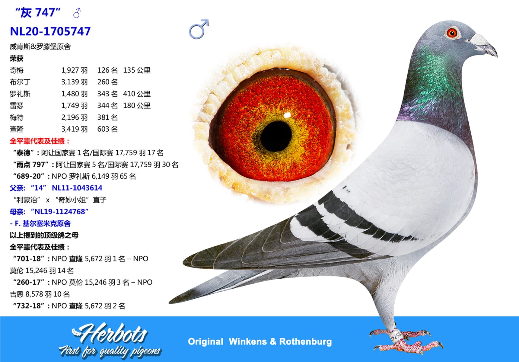 pigeon: “灰 747”