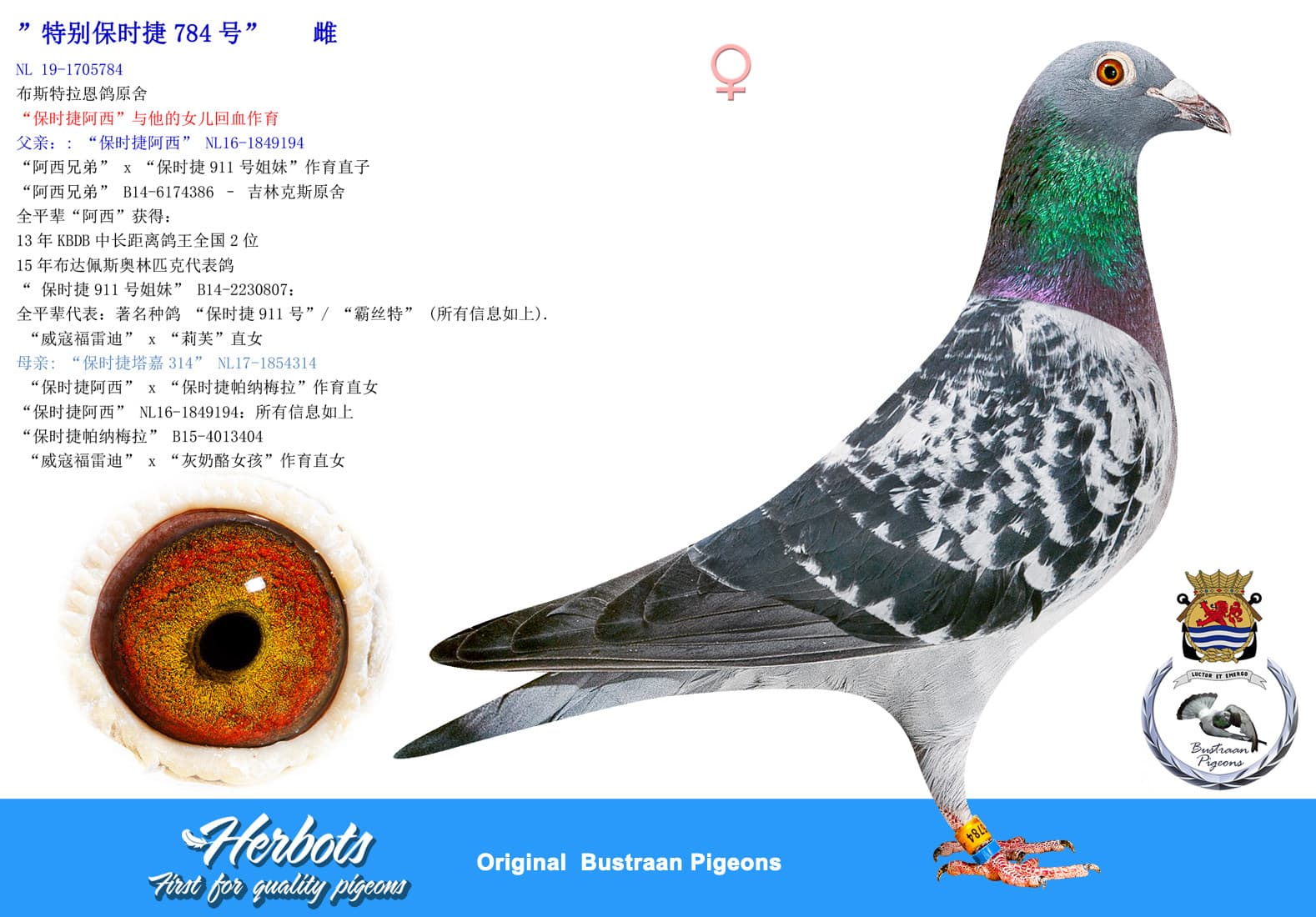 pigeon: undefined