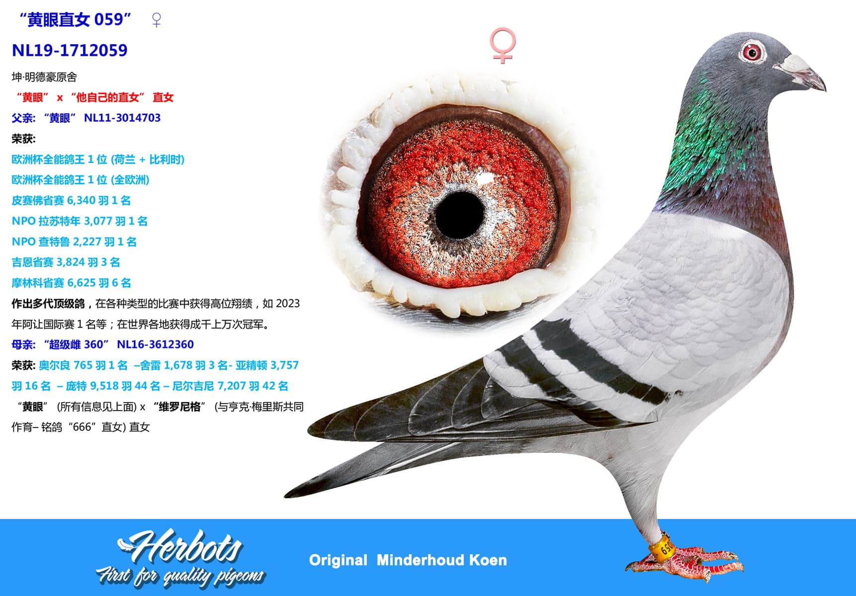 pigeon: undefined