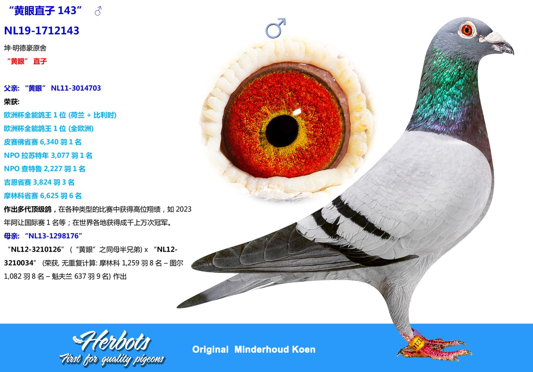 pigeon: undefined