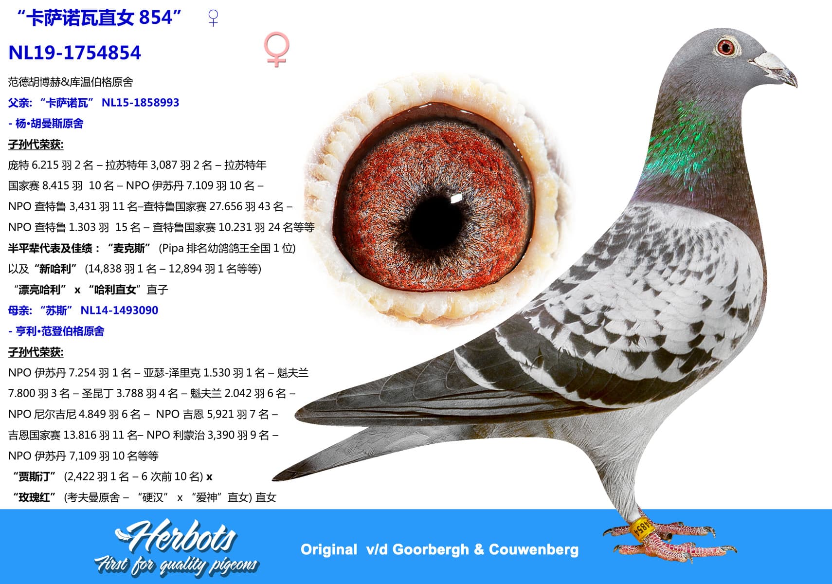 pigeon: “卡萨诺瓦直女854”