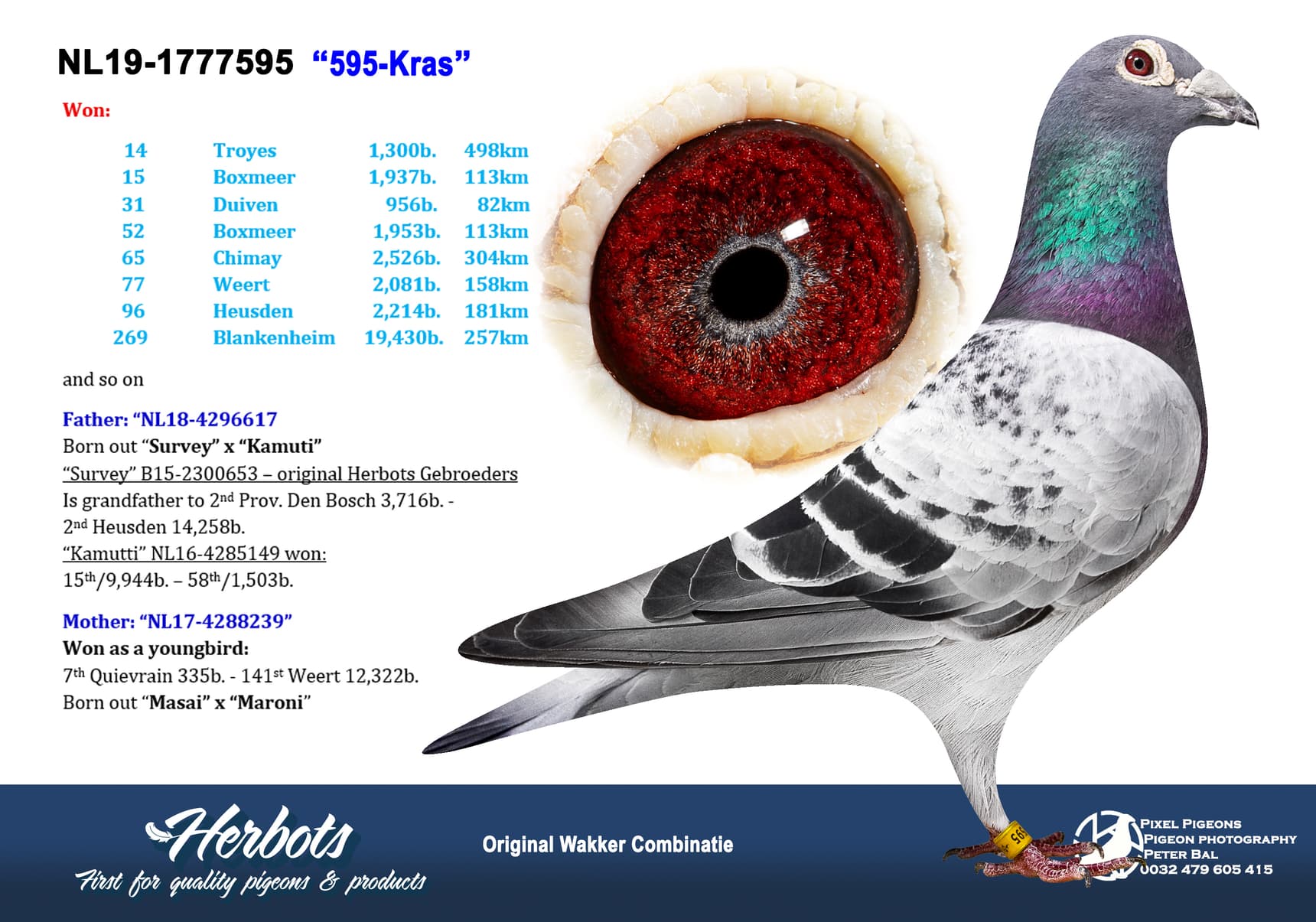 pigeon: undefined