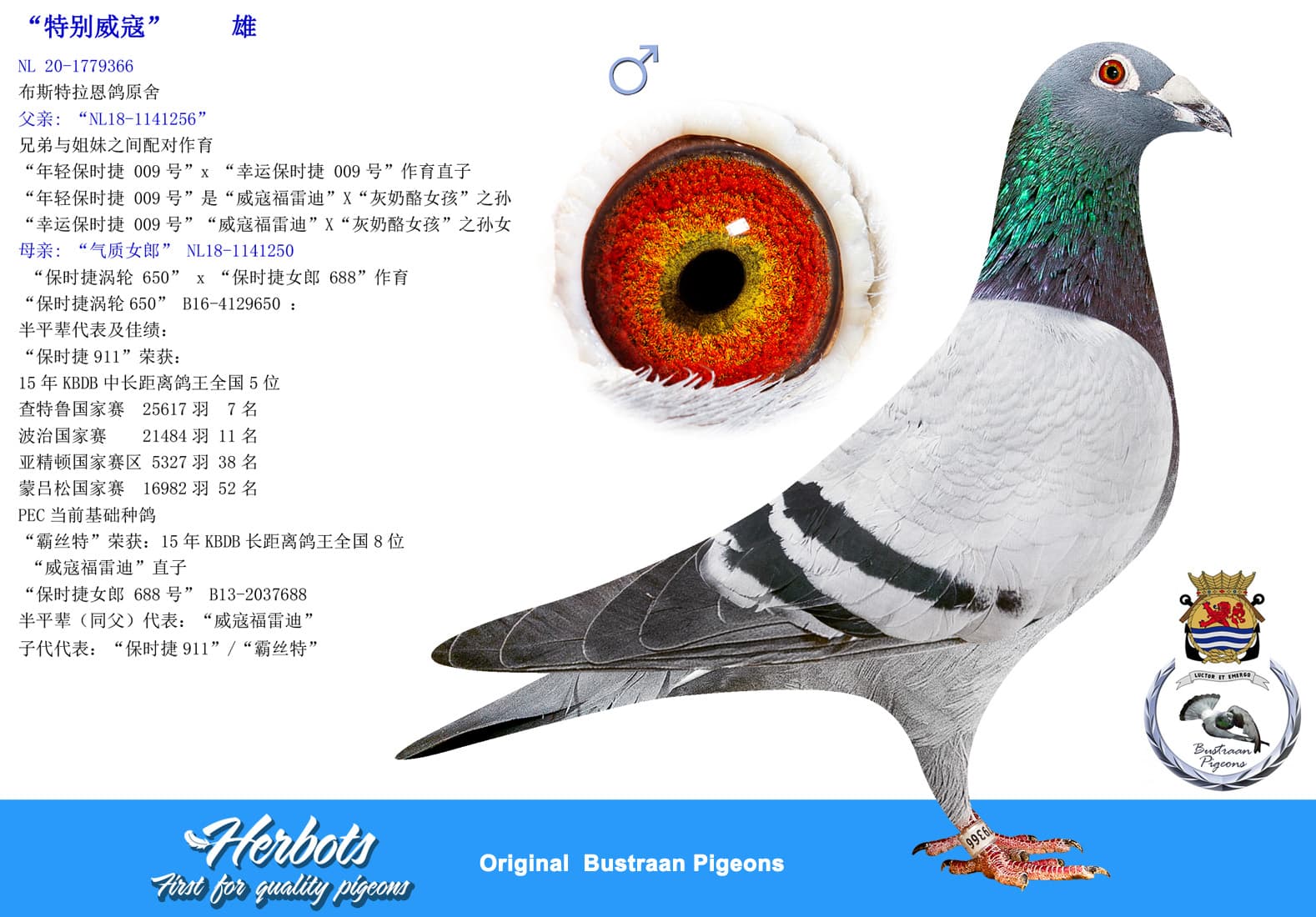 pigeon: undefined