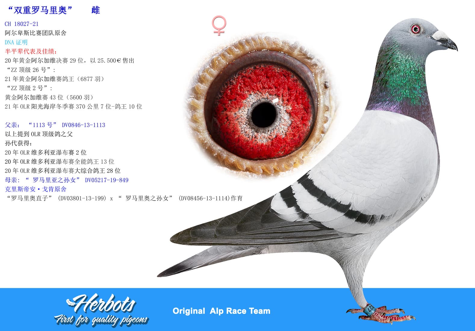 pigeon: undefined