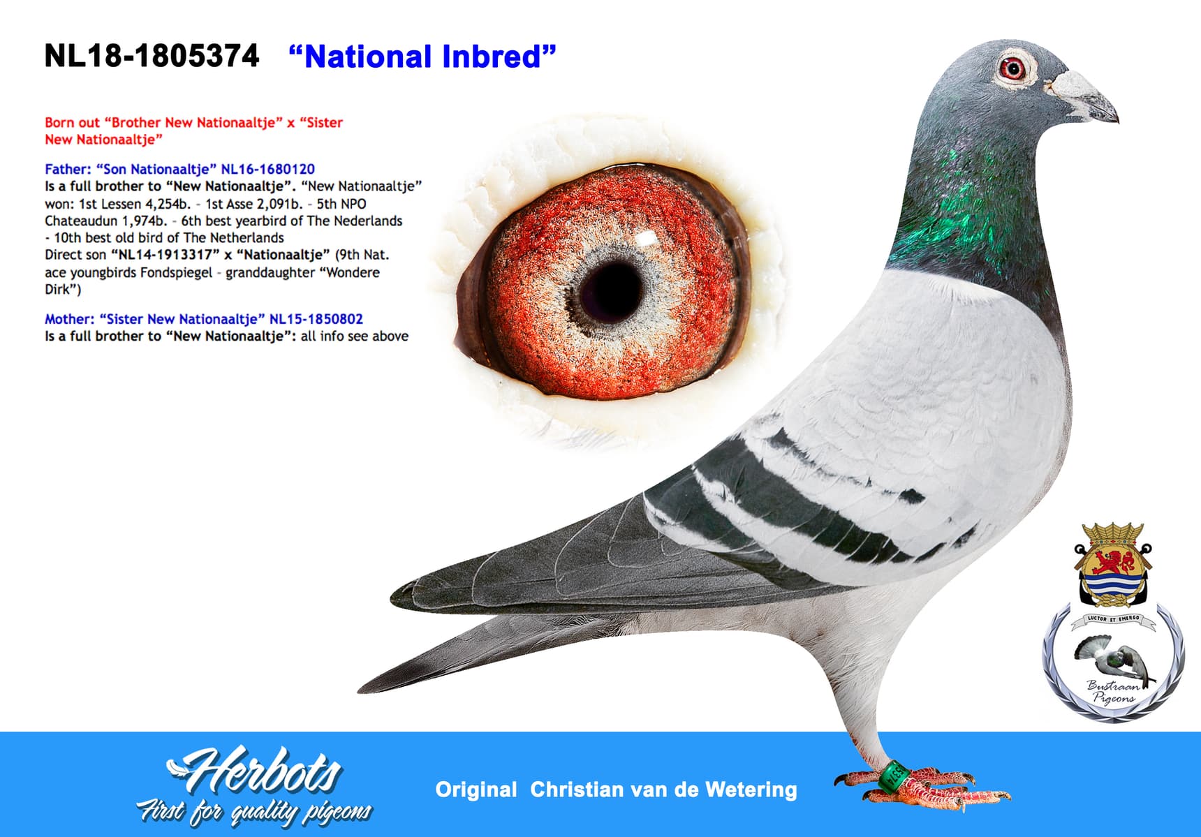 pigeon: undefined