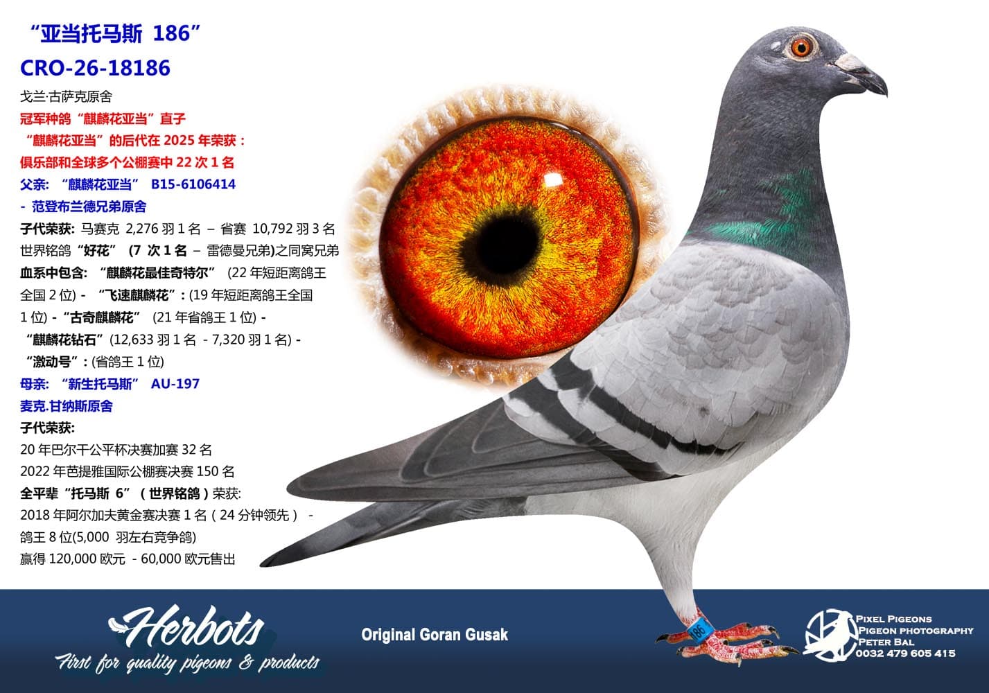 pigeon: undefined