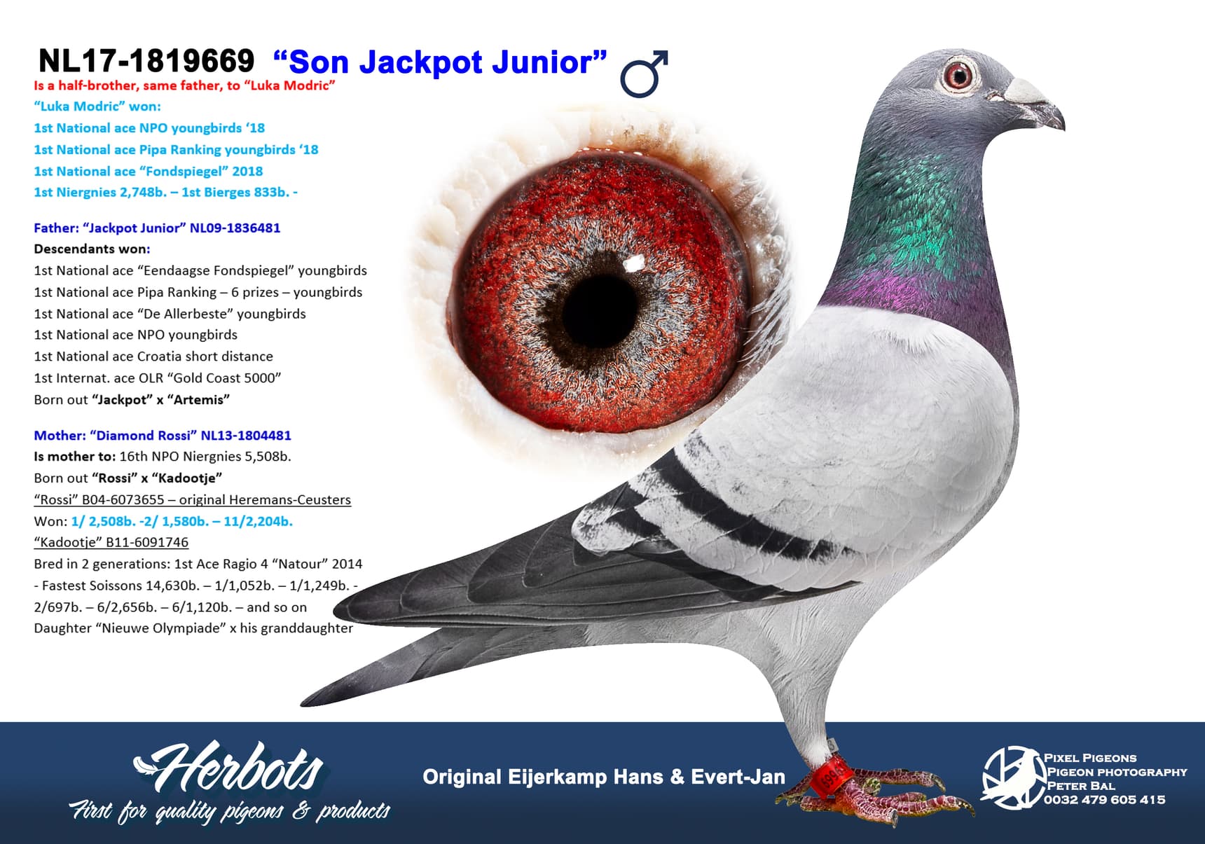pigeon: undefined