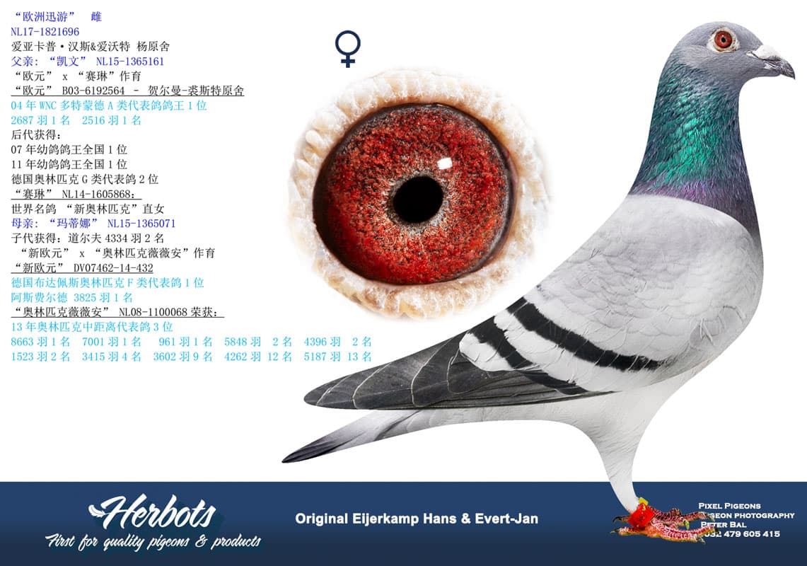 pigeon: undefined