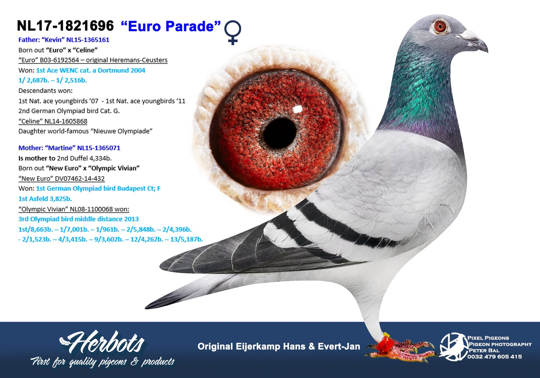 pigeon: undefined