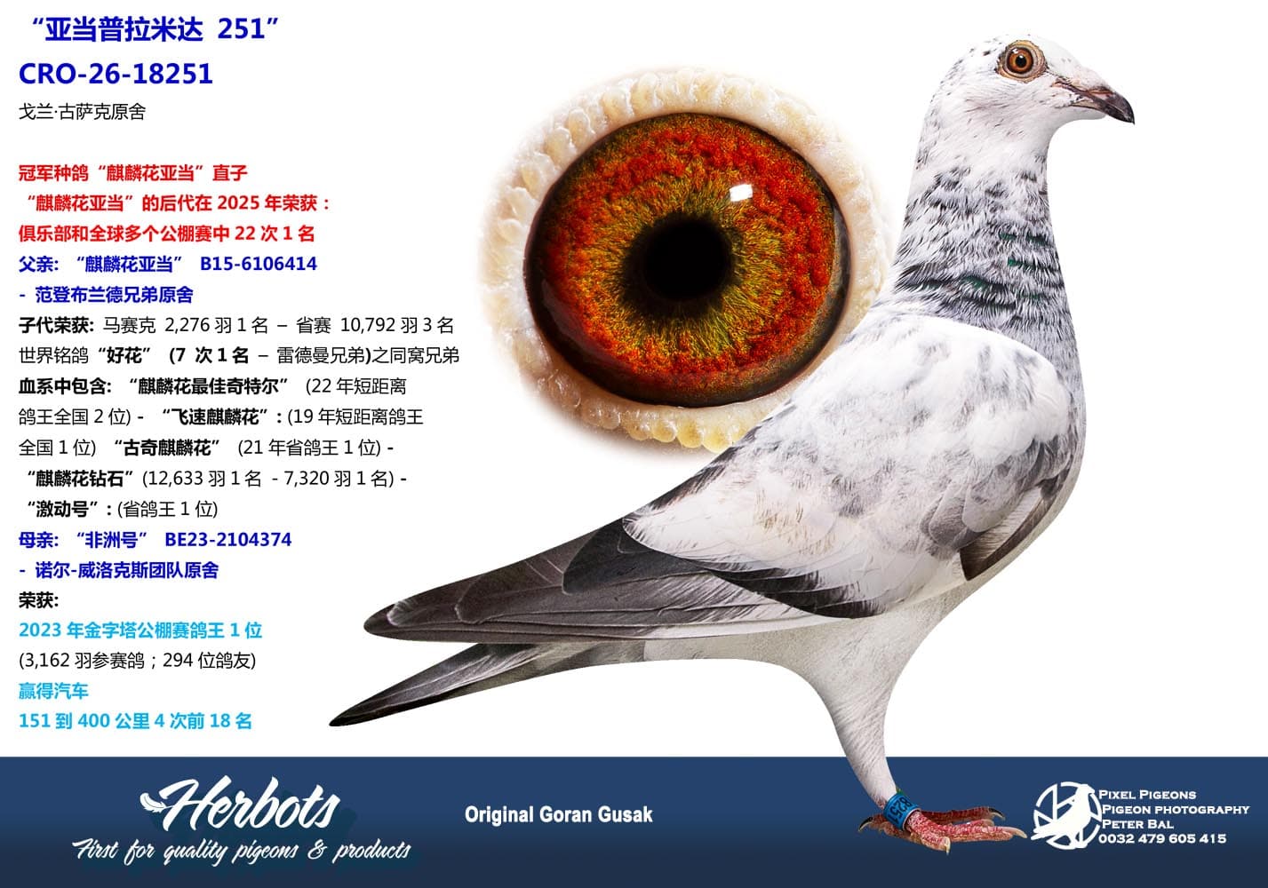 pigeon: undefined