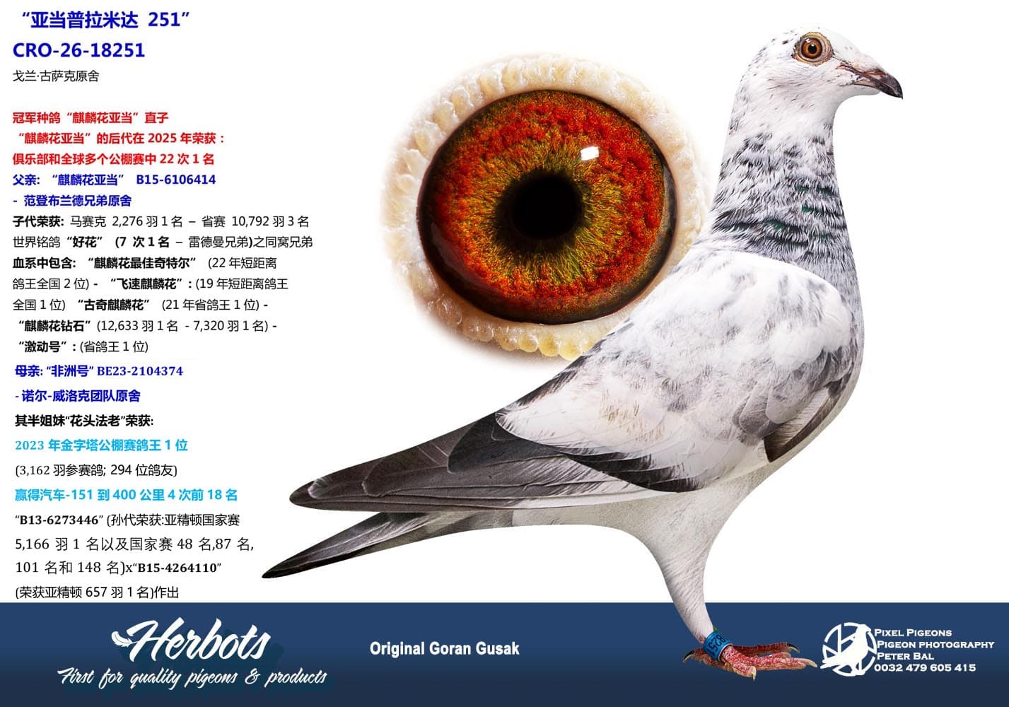 pigeon: “亚当普拉米达 251”