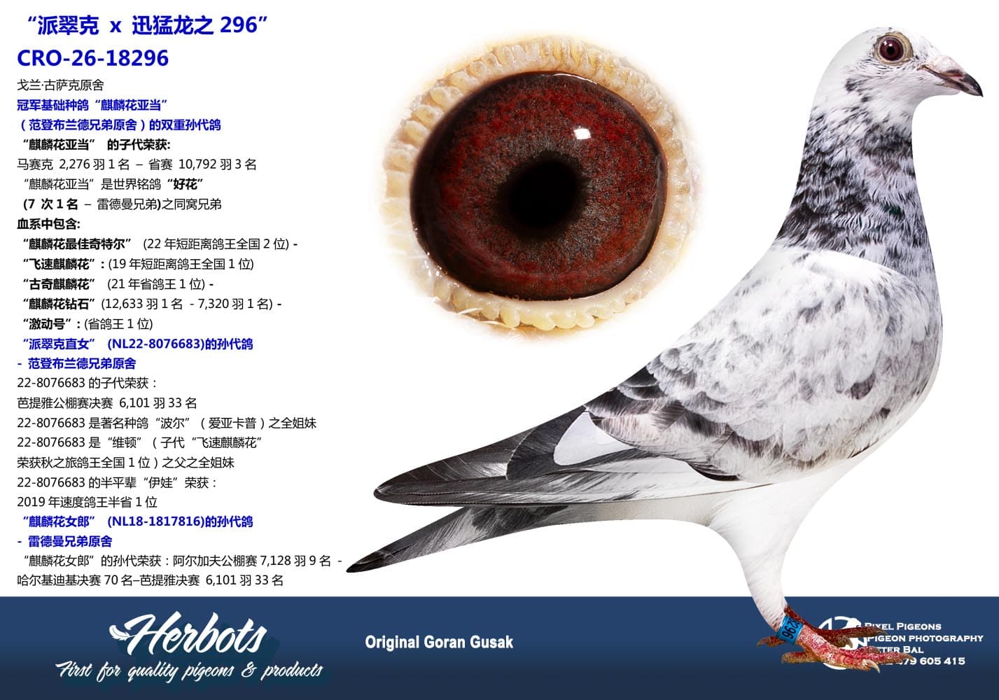 pigeon: undefined