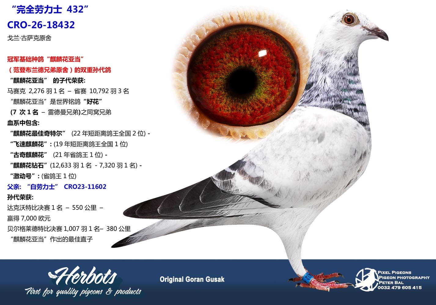 pigeon: undefined