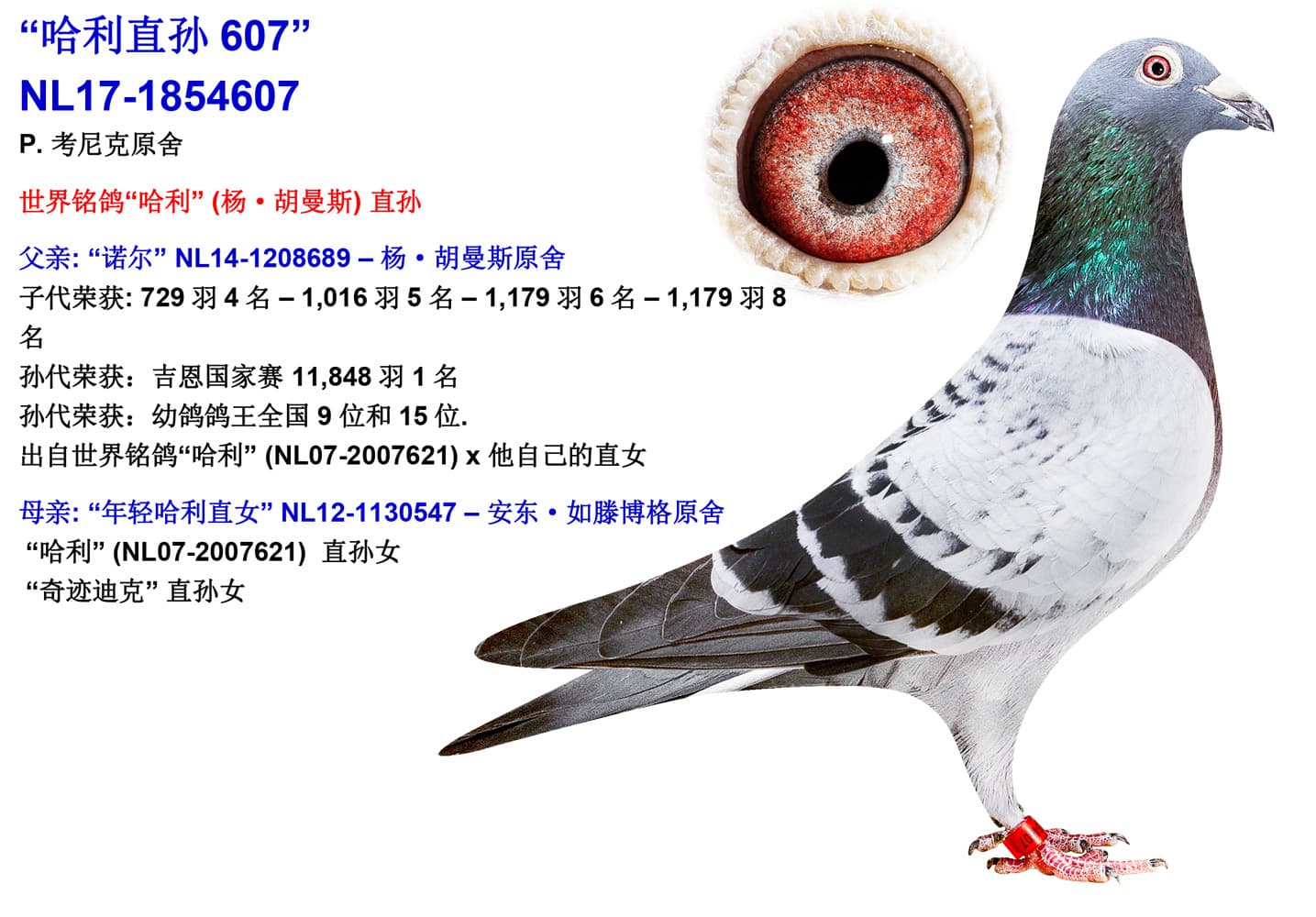 pigeon: undefined