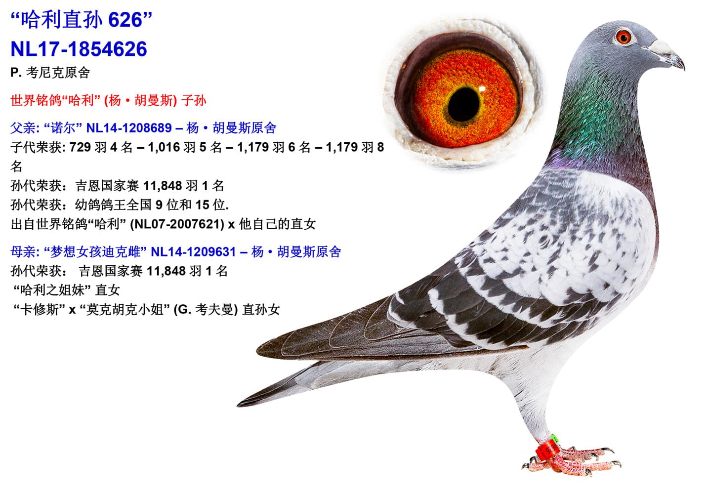 pigeon: undefined