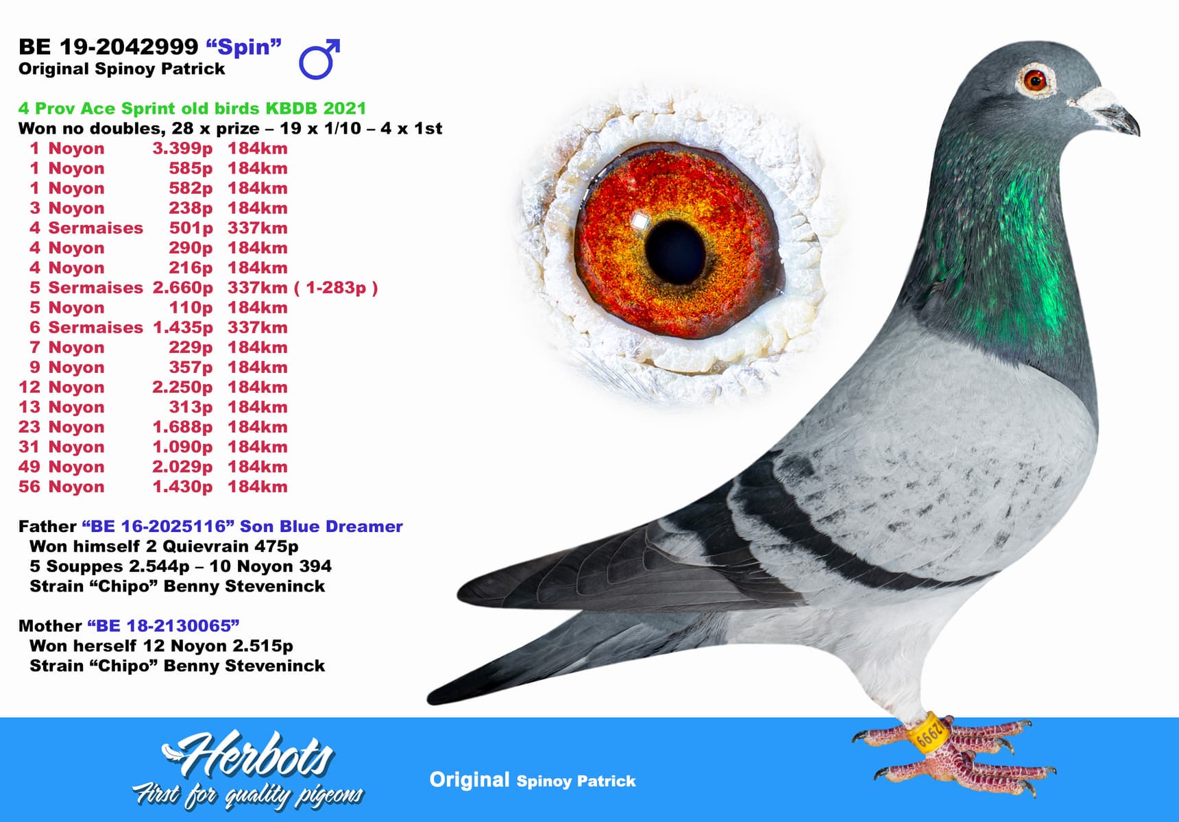 pigeon: undefined