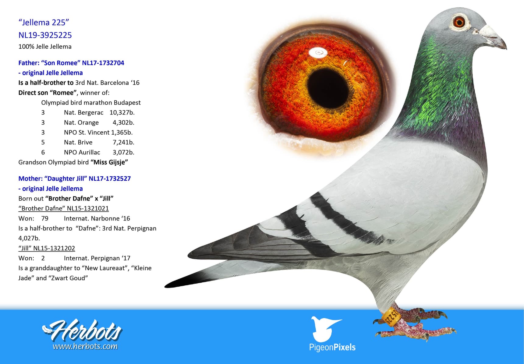 pigeon: undefined