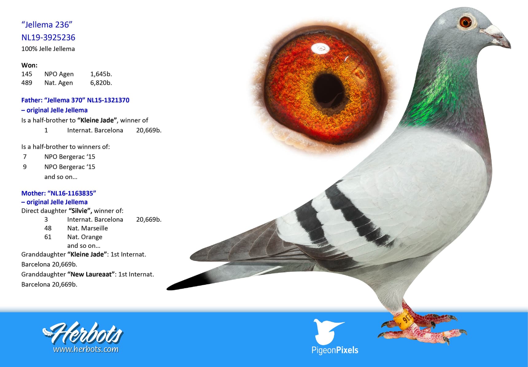 pigeon: undefined
