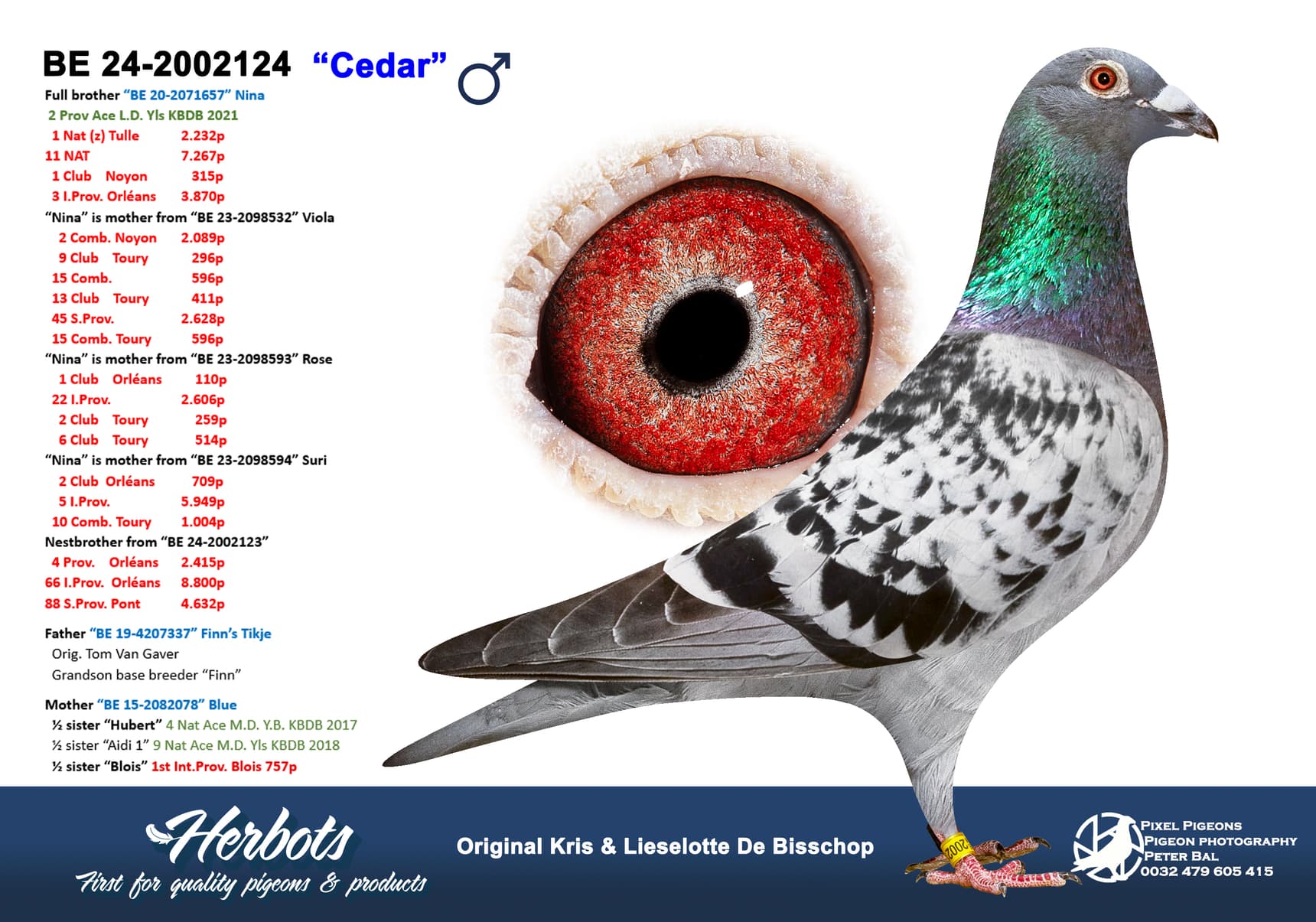 pigeon: undefined