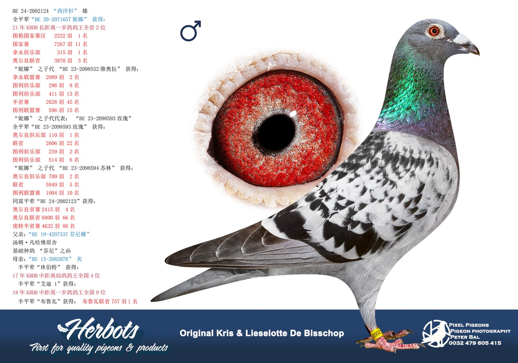 pigeon: undefined