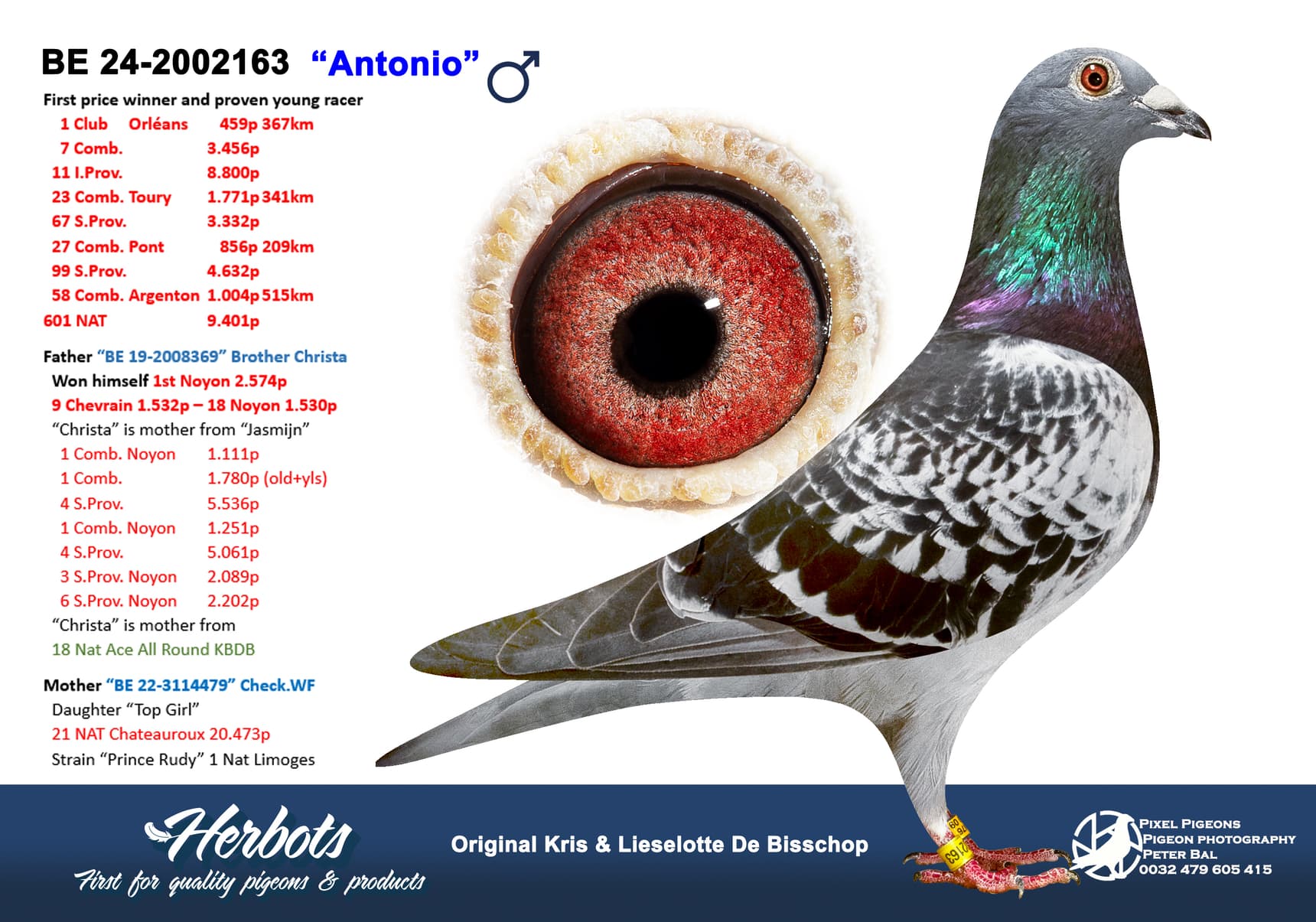 pigeon: undefined