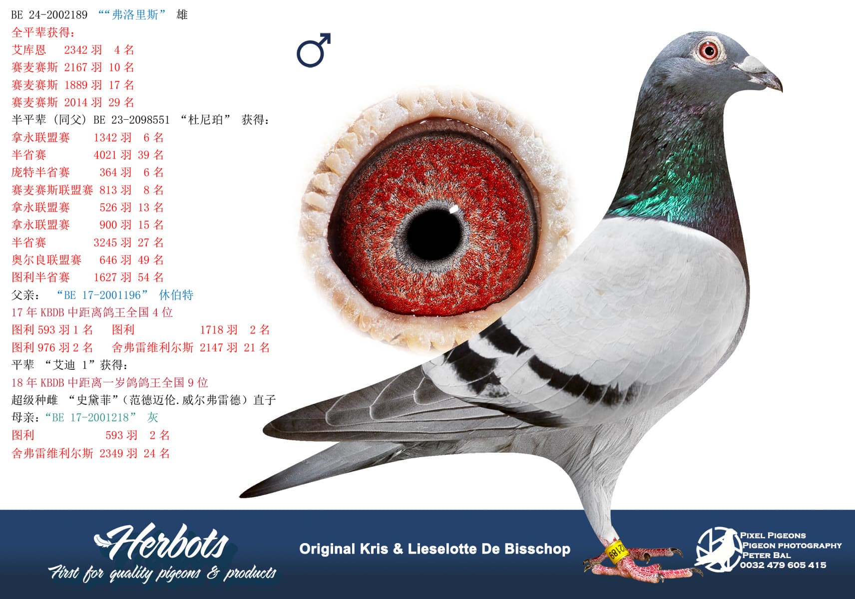 pigeon: “弗洛里斯”