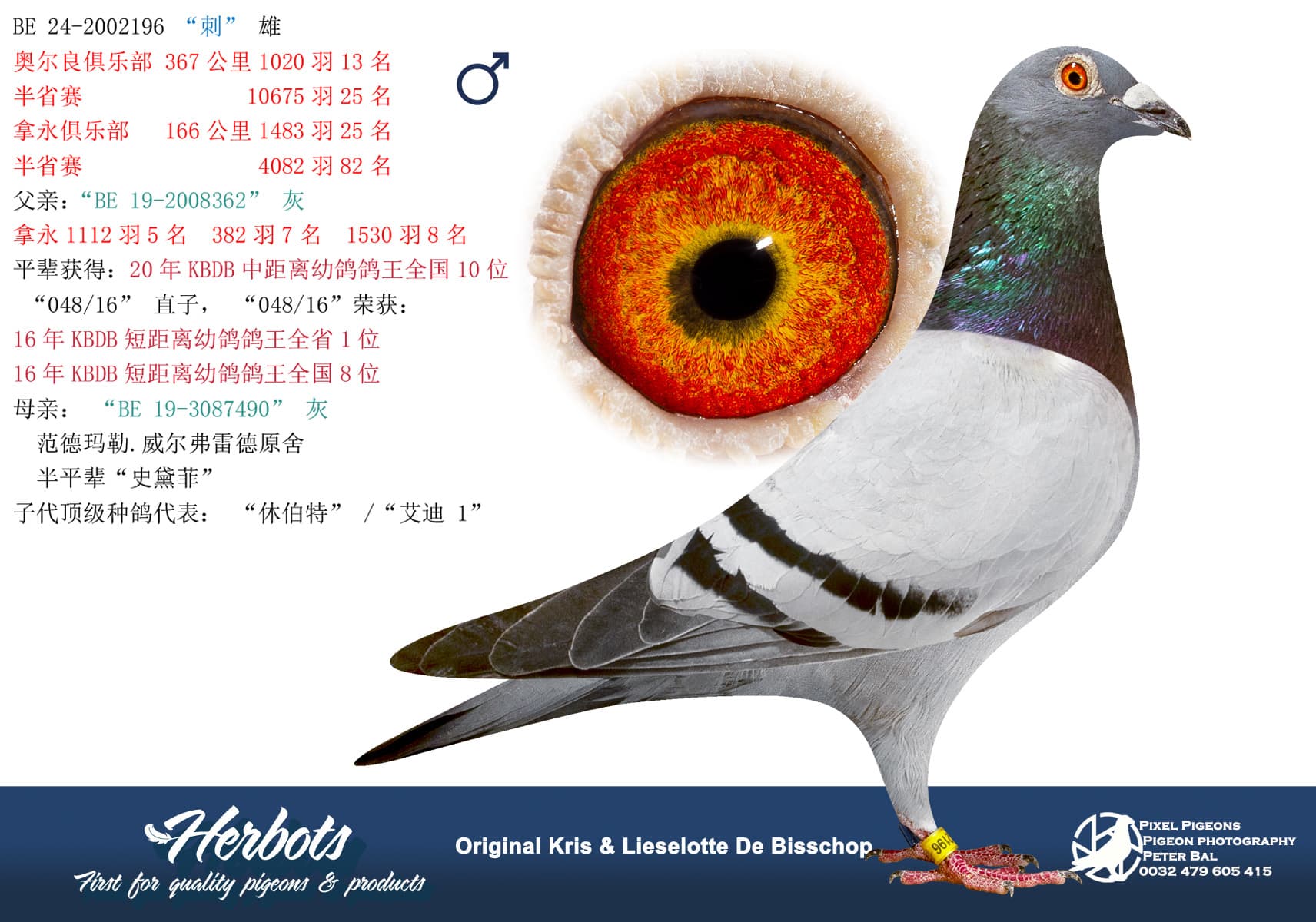 pigeon: “刺”