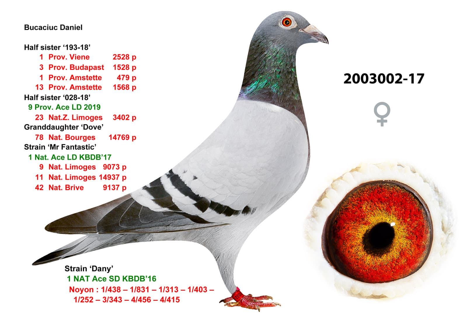 pigeon: undefined