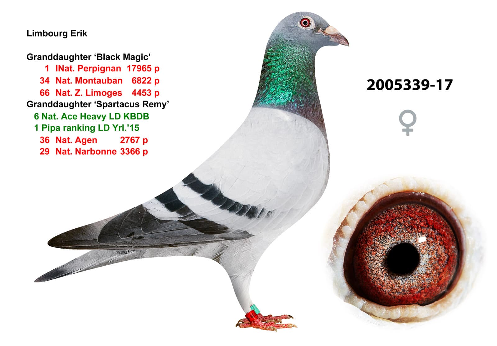 pigeon: undefined