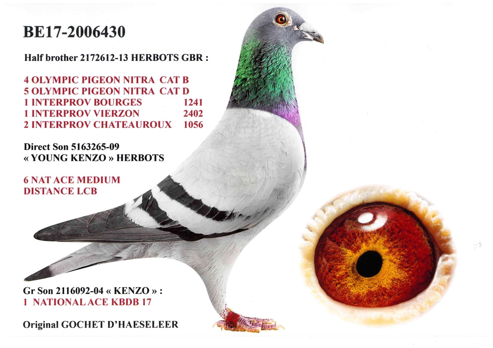 pigeon: undefined