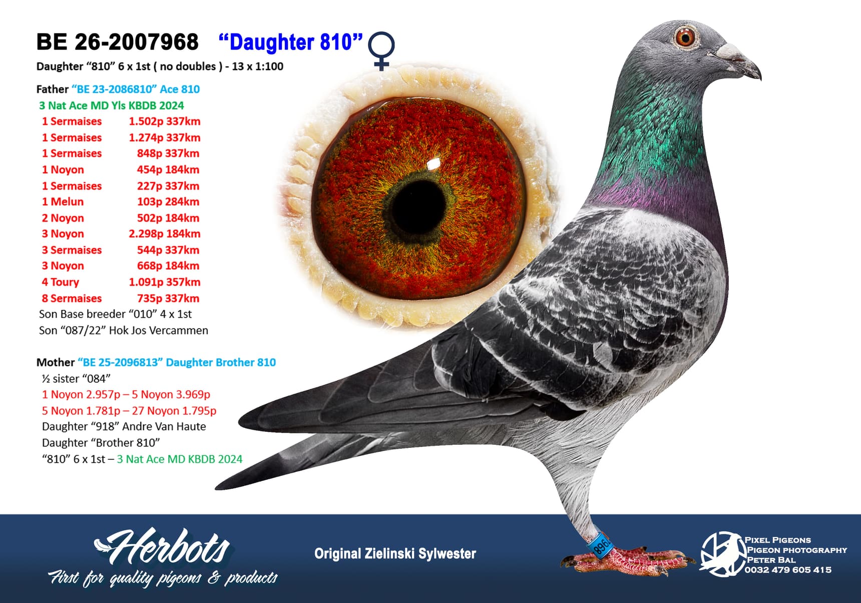 pigeon: undefined