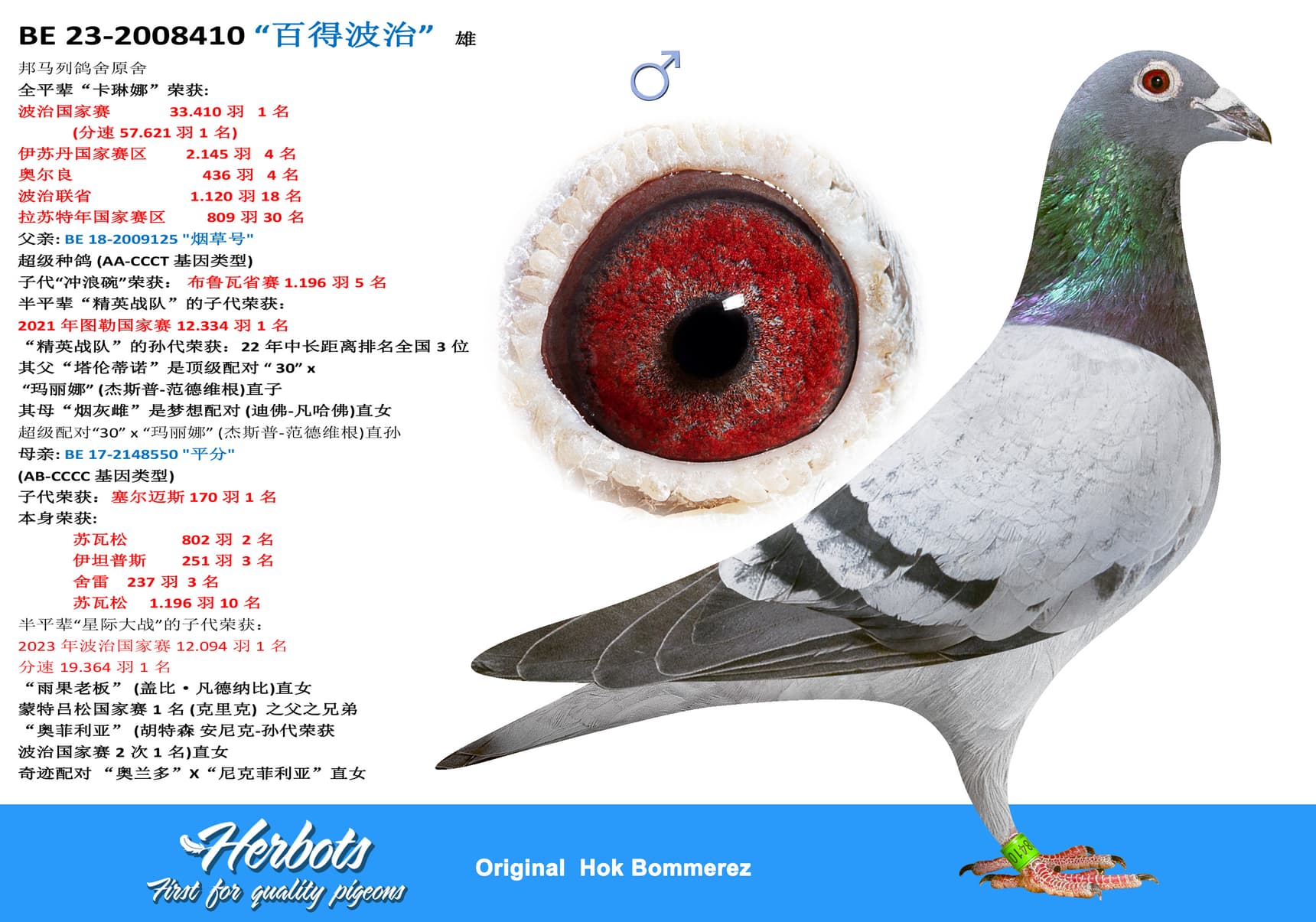 pigeon: undefined