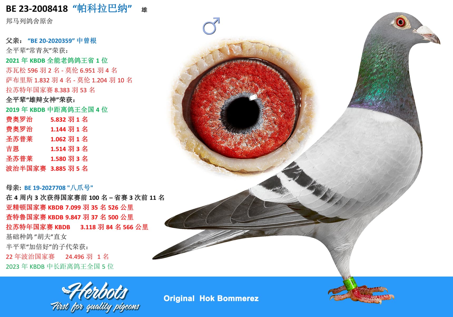 pigeon: undefined